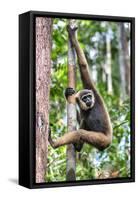Indonesia, Central Kalimatan, Tanjung Puting National Park. a Bornean White-Bearded Gibbon.-Nigel Pavitt-Framed Stretched Canvas