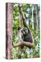 Indonesia, Central Kalimatan, Tanjung Puting National Park. a Bornean White-Bearded Gibbon.-Nigel Pavitt-Stretched Canvas