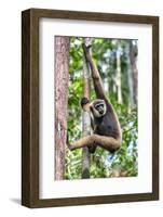 Indonesia, Central Kalimatan, Tanjung Puting National Park. a Bornean White-Bearded Gibbon.-Nigel Pavitt-Framed Photographic Print