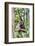 Indonesia, Central Kalimatan, Tanjung Puting National Park. a Bornean White-Bearded Gibbon.-Nigel Pavitt-Framed Photographic Print