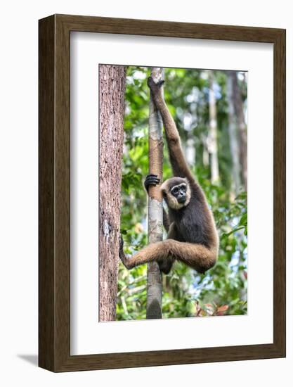 Indonesia, Central Kalimatan, Tanjung Puting National Park. a Bornean White-Bearded Gibbon.-Nigel Pavitt-Framed Photographic Print