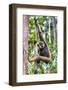 Indonesia, Central Kalimatan, Tanjung Puting National Park. a Bornean White-Bearded Gibbon.-Nigel Pavitt-Framed Photographic Print