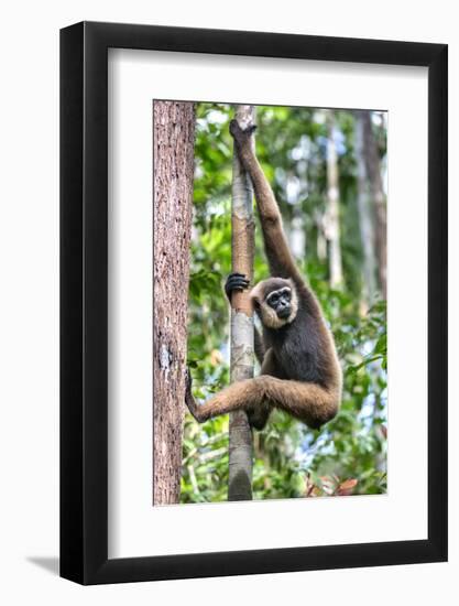 Indonesia, Central Kalimatan, Tanjung Puting National Park. a Bornean White-Bearded Gibbon.-Nigel Pavitt-Framed Photographic Print