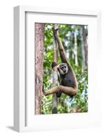 Indonesia, Central Kalimatan, Tanjung Puting National Park. a Bornean White-Bearded Gibbon.-Nigel Pavitt-Framed Photographic Print