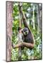 Indonesia, Central Kalimatan, Tanjung Puting National Park. a Bornean White-Bearded Gibbon.-Nigel Pavitt-Mounted Photographic Print