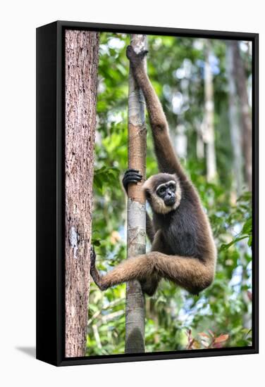 Indonesia, Central Kalimatan, Tanjung Puting National Park. a Bornean White-Bearded Gibbon.-Nigel Pavitt-Framed Stretched Canvas