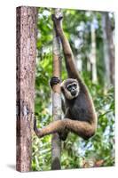 Indonesia, Central Kalimatan, Tanjung Puting National Park. a Bornean White-Bearded Gibbon.-Nigel Pavitt-Stretched Canvas