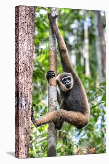 Indonesia, Central Kalimatan, Tanjung Puting National Park. a Bornean White-Bearded Gibbon.-Nigel Pavitt-Stretched Canvas