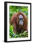 Indonesia, Central Kalimatan, Tanjung Puting National Park. a Female Bornean Orangutan.-Nigel Pavitt-Framed Photographic Print