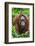 Indonesia, Central Kalimatan, Tanjung Puting National Park. a Female Bornean Orangutan.-Nigel Pavitt-Framed Photographic Print