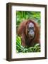 Indonesia, Central Kalimatan, Tanjung Puting National Park. a Female Bornean Orangutan.-Nigel Pavitt-Framed Photographic Print