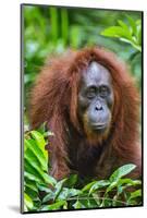 Indonesia, Central Kalimatan, Tanjung Puting National Park. a Female Bornean Orangutan.-Nigel Pavitt-Mounted Photographic Print