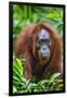 Indonesia, Central Kalimatan, Tanjung Puting National Park. a Female Bornean Orangutan.-Nigel Pavitt-Framed Photographic Print