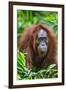 Indonesia, Central Kalimatan, Tanjung Puting National Park. a Female Bornean Orangutan.-Nigel Pavitt-Framed Photographic Print