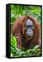 Indonesia, Central Kalimatan, Tanjung Puting National Park. a Female Bornean Orangutan.-Nigel Pavitt-Framed Stretched Canvas