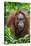 Indonesia, Central Kalimatan, Tanjung Puting National Park. a Female Bornean Orangutan.-Nigel Pavitt-Stretched Canvas