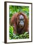 Indonesia, Central Kalimatan, Tanjung Puting National Park. a Female Bornean Orangutan.-Nigel Pavitt-Framed Photographic Print