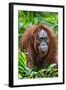Indonesia, Central Kalimatan, Tanjung Puting National Park. a Female Bornean Orangutan.-Nigel Pavitt-Framed Photographic Print