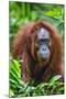 Indonesia, Central Kalimatan, Tanjung Puting National Park. a Female Bornean Orangutan.-Nigel Pavitt-Mounted Photographic Print