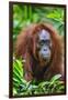 Indonesia, Central Kalimatan, Tanjung Puting National Park. a Female Bornean Orangutan.-Nigel Pavitt-Framed Premium Photographic Print