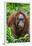 Indonesia, Central Kalimatan, Tanjung Puting National Park. a Female Bornean Orangutan.-Nigel Pavitt-Framed Premium Photographic Print