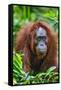 Indonesia, Central Kalimatan, Tanjung Puting National Park. a Female Bornean Orangutan.-Nigel Pavitt-Framed Stretched Canvas