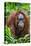 Indonesia, Central Kalimatan, Tanjung Puting National Park. a Female Bornean Orangutan.-Nigel Pavitt-Stretched Canvas