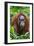 Indonesia, Central Kalimatan, Tanjung Puting National Park. a Female Bornean Orangutan.-Nigel Pavitt-Framed Premium Photographic Print