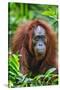 Indonesia, Central Kalimatan, Tanjung Puting National Park. a Female Bornean Orangutan.-Nigel Pavitt-Stretched Canvas