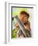 Indonesia, Central Kalimatan, Tanjung Puting National Park. a Female Proboscis Monkey.-Nigel Pavitt-Framed Photographic Print