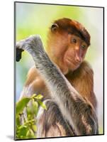 Indonesia, Central Kalimatan, Tanjung Puting National Park. a Female Proboscis Monkey.-Nigel Pavitt-Mounted Photographic Print