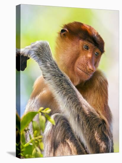 Indonesia, Central Kalimatan, Tanjung Puting National Park. a Female Proboscis Monkey.-Nigel Pavitt-Stretched Canvas