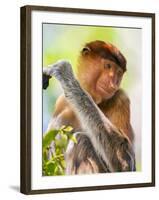 Indonesia, Central Kalimatan, Tanjung Puting National Park. a Female Proboscis Monkey.-Nigel Pavitt-Framed Photographic Print