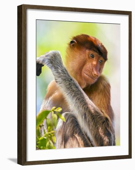 Indonesia, Central Kalimatan, Tanjung Puting National Park. a Female Proboscis Monkey.-Nigel Pavitt-Framed Photographic Print