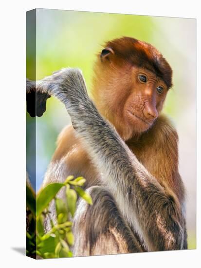 Indonesia, Central Kalimatan, Tanjung Puting National Park. a Female Proboscis Monkey.-Nigel Pavitt-Stretched Canvas