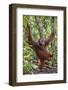 Indonesia, Central Kalimatan, Tanjung Puting National Park. a Male Orangutan Calling.-Nigel Pavitt-Framed Photographic Print