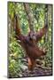 Indonesia, Central Kalimatan, Tanjung Puting National Park. a Male Orangutan Calling.-Nigel Pavitt-Mounted Photographic Print