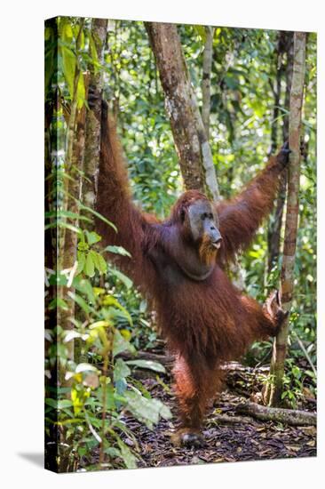 Indonesia, Central Kalimatan, Tanjung Puting National Park. a Male Orangutan Calling.-Nigel Pavitt-Stretched Canvas