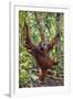 Indonesia, Central Kalimatan, Tanjung Puting National Park. a Male Orangutan Calling.-Nigel Pavitt-Framed Photographic Print