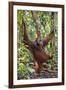 Indonesia, Central Kalimatan, Tanjung Puting National Park. a Male Orangutan Calling.-Nigel Pavitt-Framed Photographic Print