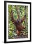 Indonesia, Central Kalimatan, Tanjung Puting National Park. a Male Orangutan Calling.-Nigel Pavitt-Framed Photographic Print