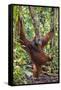 Indonesia, Central Kalimatan, Tanjung Puting National Park. a Male Orangutan Calling.-Nigel Pavitt-Framed Stretched Canvas