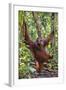 Indonesia, Central Kalimatan, Tanjung Puting National Park. a Male Orangutan Calling.-Nigel Pavitt-Framed Photographic Print