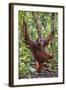 Indonesia, Central Kalimatan, Tanjung Puting National Park. a Male Orangutan Calling.-Nigel Pavitt-Framed Photographic Print