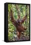 Indonesia, Central Kalimatan, Tanjung Puting National Park. a Male Orangutan Calling.-Nigel Pavitt-Framed Stretched Canvas