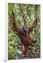 Indonesia, Central Kalimatan, Tanjung Puting National Park. a Male Orangutan Calling.-Nigel Pavitt-Framed Photographic Print