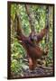 Indonesia, Central Kalimatan, Tanjung Puting National Park. a Male Orangutan Calling.-Nigel Pavitt-Framed Photographic Print