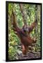 Indonesia, Central Kalimatan, Tanjung Puting National Park. a Male Orangutan Calling.-Nigel Pavitt-Framed Photographic Print