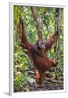 Indonesia, Central Kalimatan, Tanjung Puting National Park. a Male Orangutan Calling.-Nigel Pavitt-Framed Premium Photographic Print