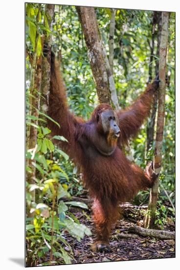 Indonesia, Central Kalimatan, Tanjung Puting National Park. a Male Orangutan Calling.-Nigel Pavitt-Mounted Premium Photographic Print